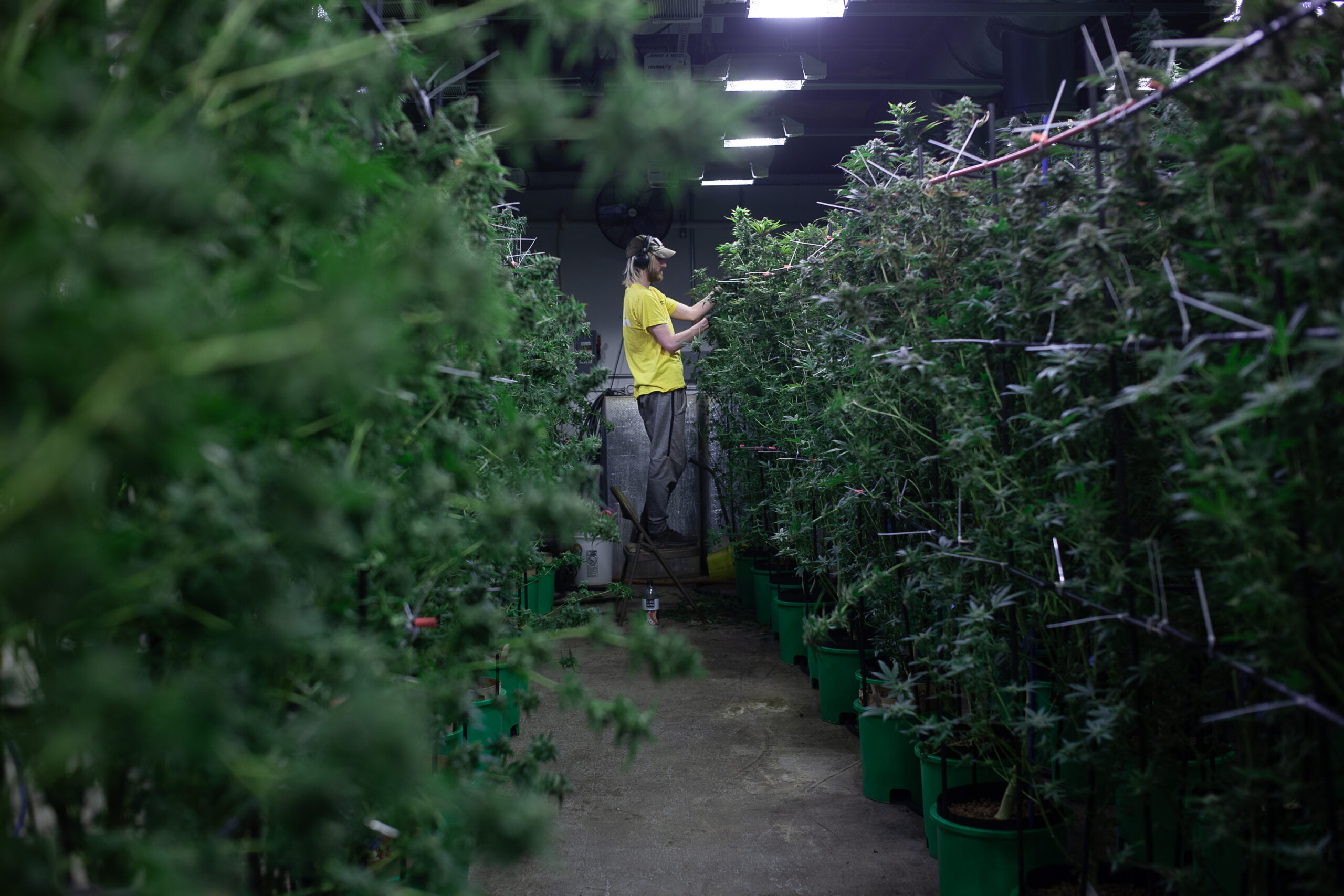 Legislators consider cutting pot taxes, but the industry is split on move to sales tax